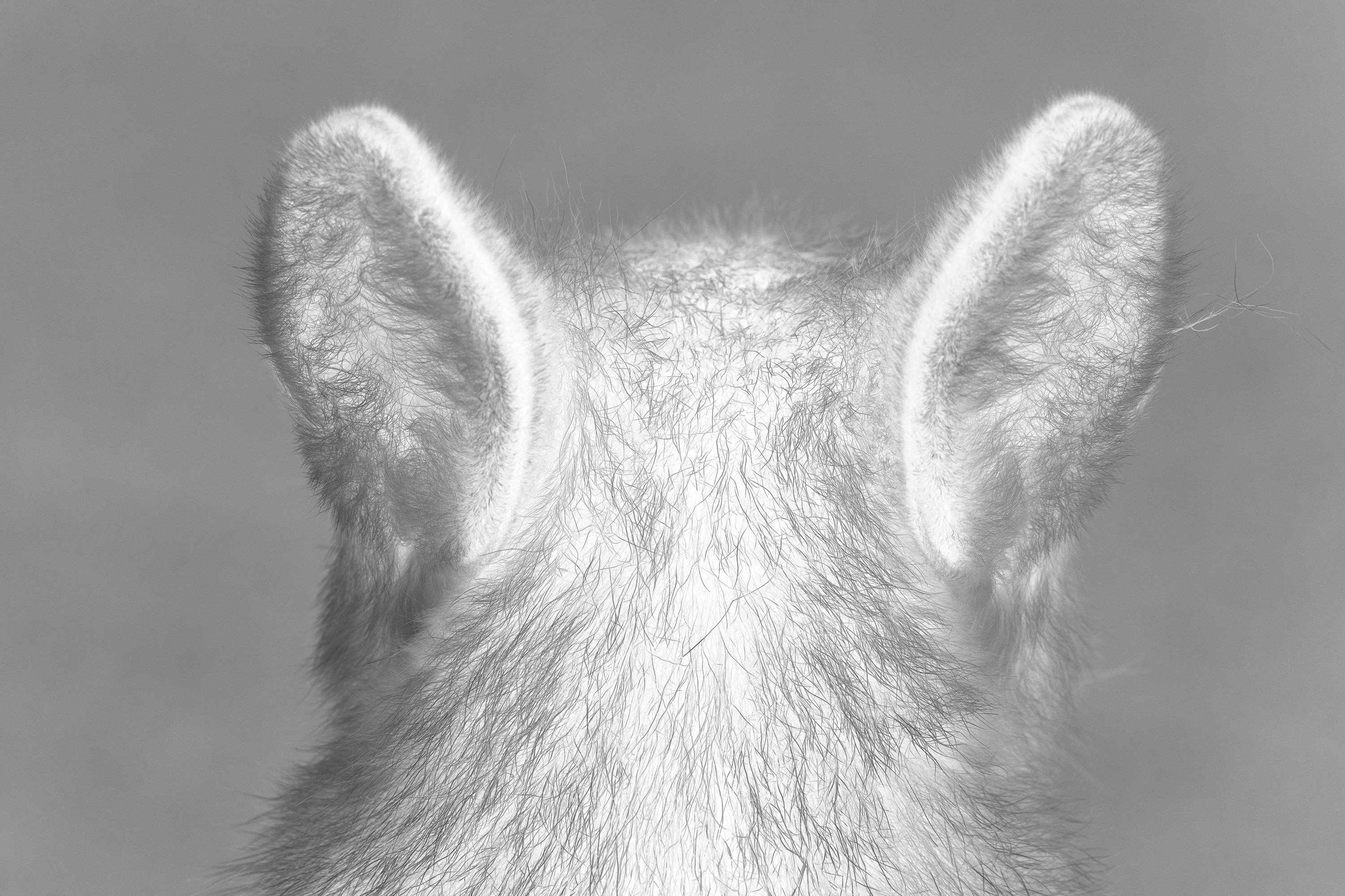 Patrick Lopez Jaimes